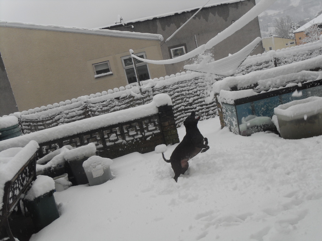 My dog defending my house from snow balls