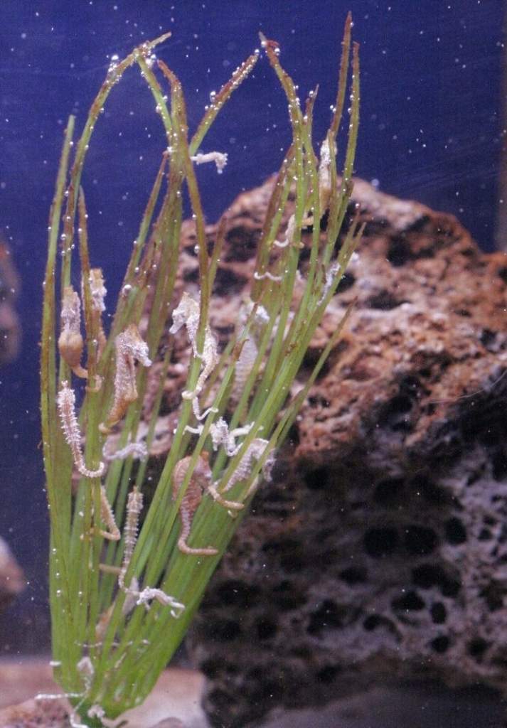 My dwarf seahorses. H. zosterae