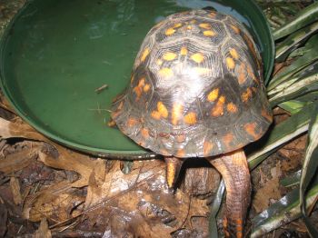 My eastern box turtle. Terrapene carolina carolina