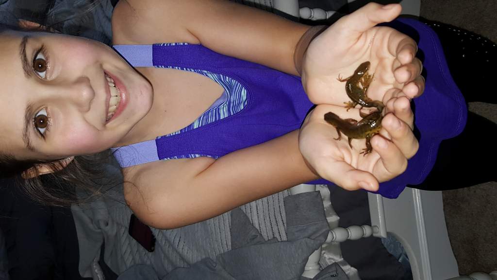 My Eastern Red Spotted Newts (Notophthalmus viridescens) Me holdin two of my babies, Fig Newton and Issac Newton !