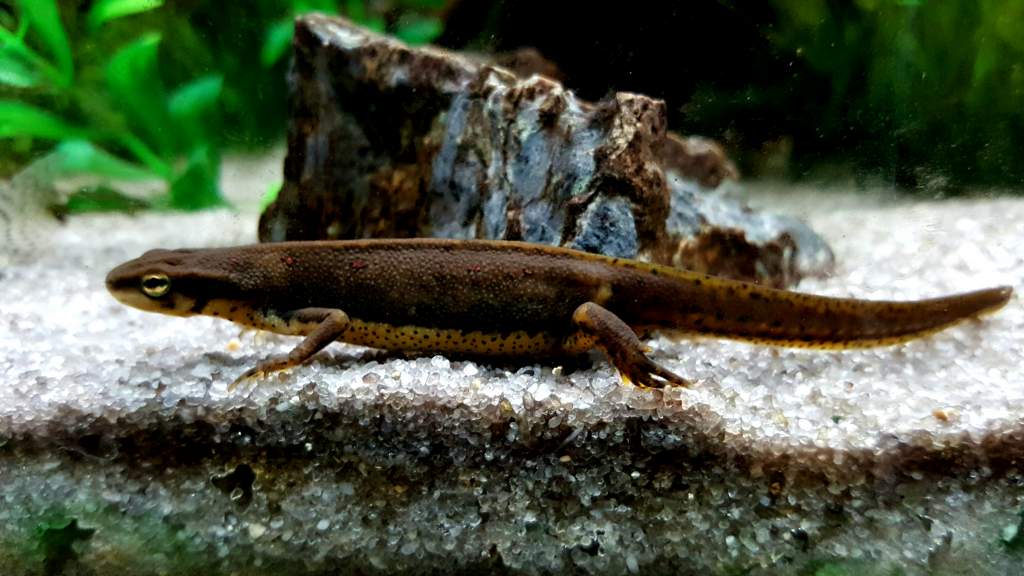 My Eastern Red Spotted Newts (Notophthalmus viridescens) My Big Daddy Male. Newt Gangrich is his name. LOL