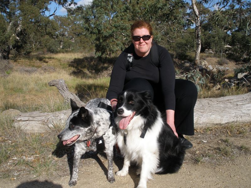 My faithful hounds!  Maddie is the Australian Heeler Cross on the left. Rex is the Border Collie on the right, throwing the photographer one of his 's