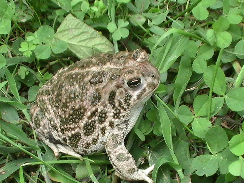 My Favorite male Great Plains toad out for some exercise.  Yes I take them out for a good hop around the yard. They need exercise too