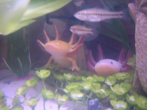 My favorite picture of the two of them. Those fish in the picture were food, no worries, snapped up pretty quickly. Pokey and Pinky spent a lot of tim