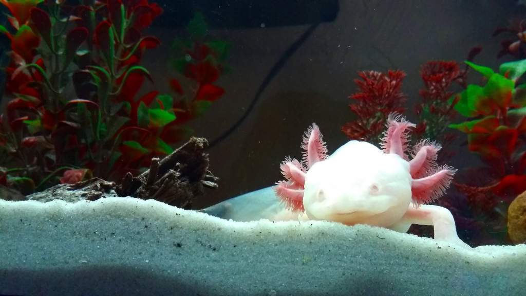 My female albino axolotl Storm