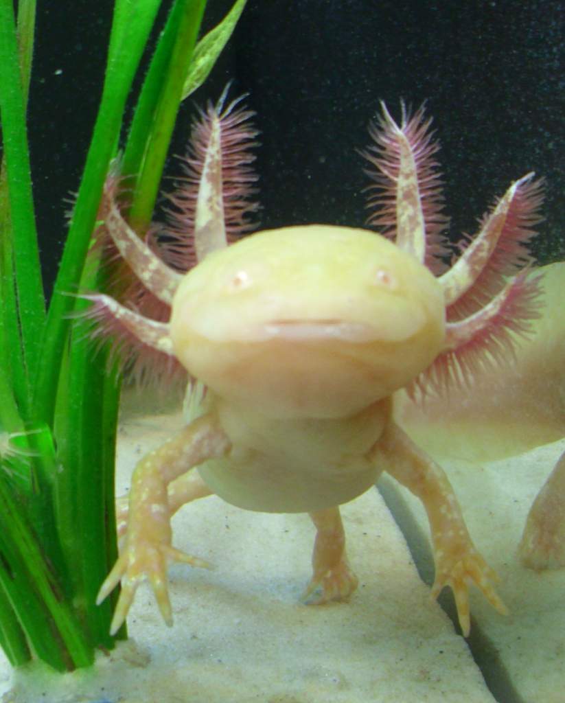 My female axolotl Percy.