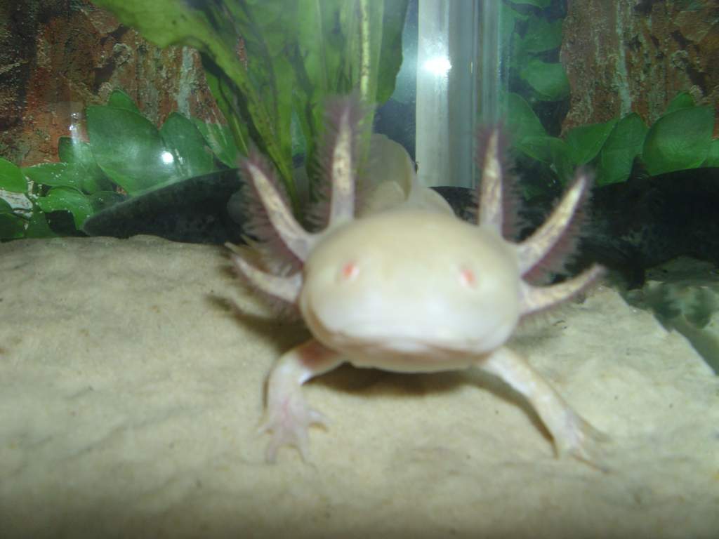 My female axolotl Skyla.