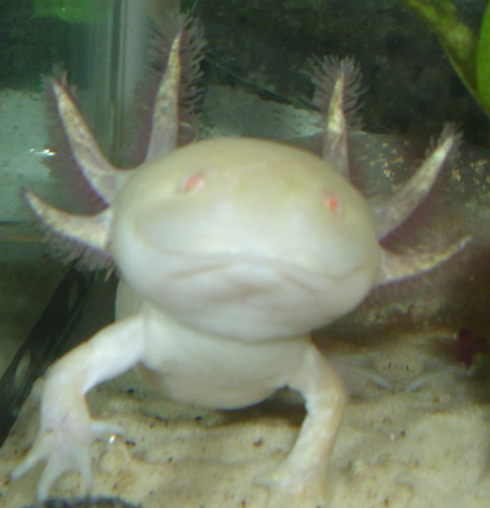 My female axolotl Skyla.