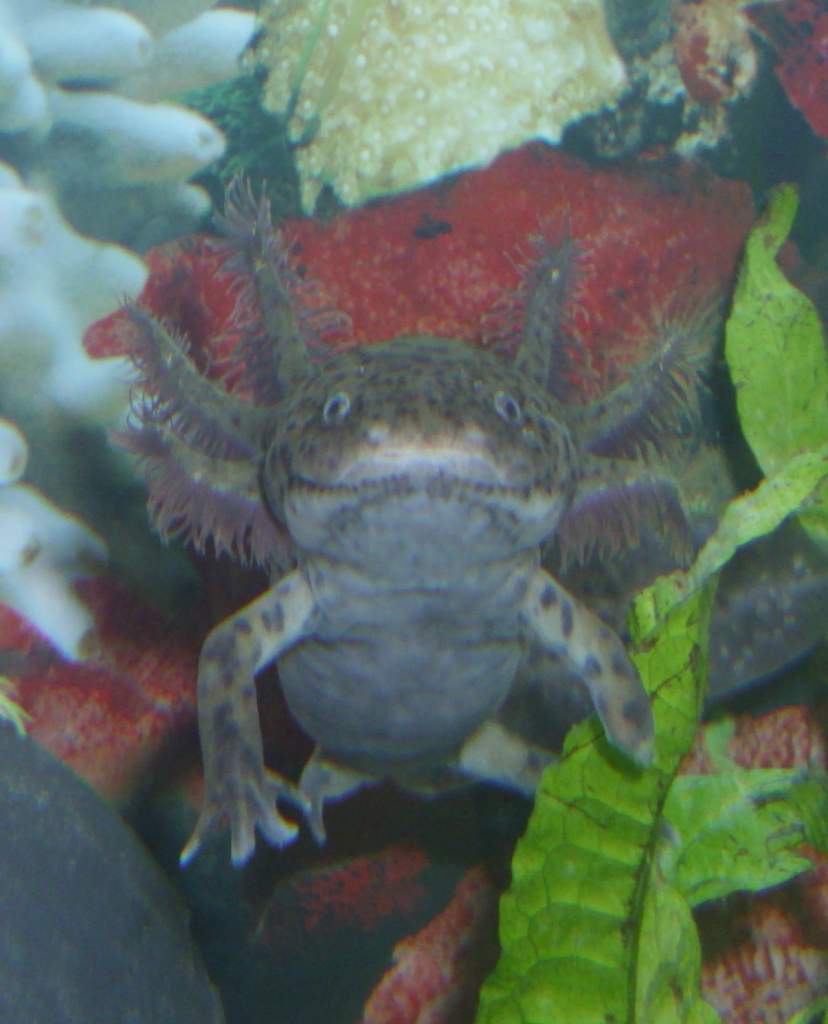 My female axolotl :)