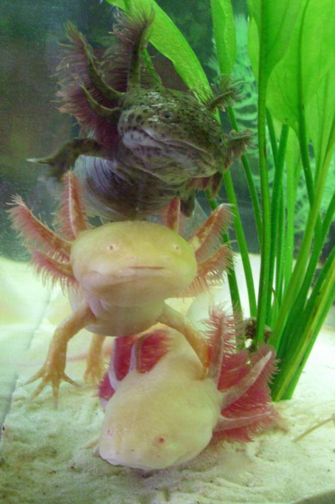 My female axolotls doing pile up.