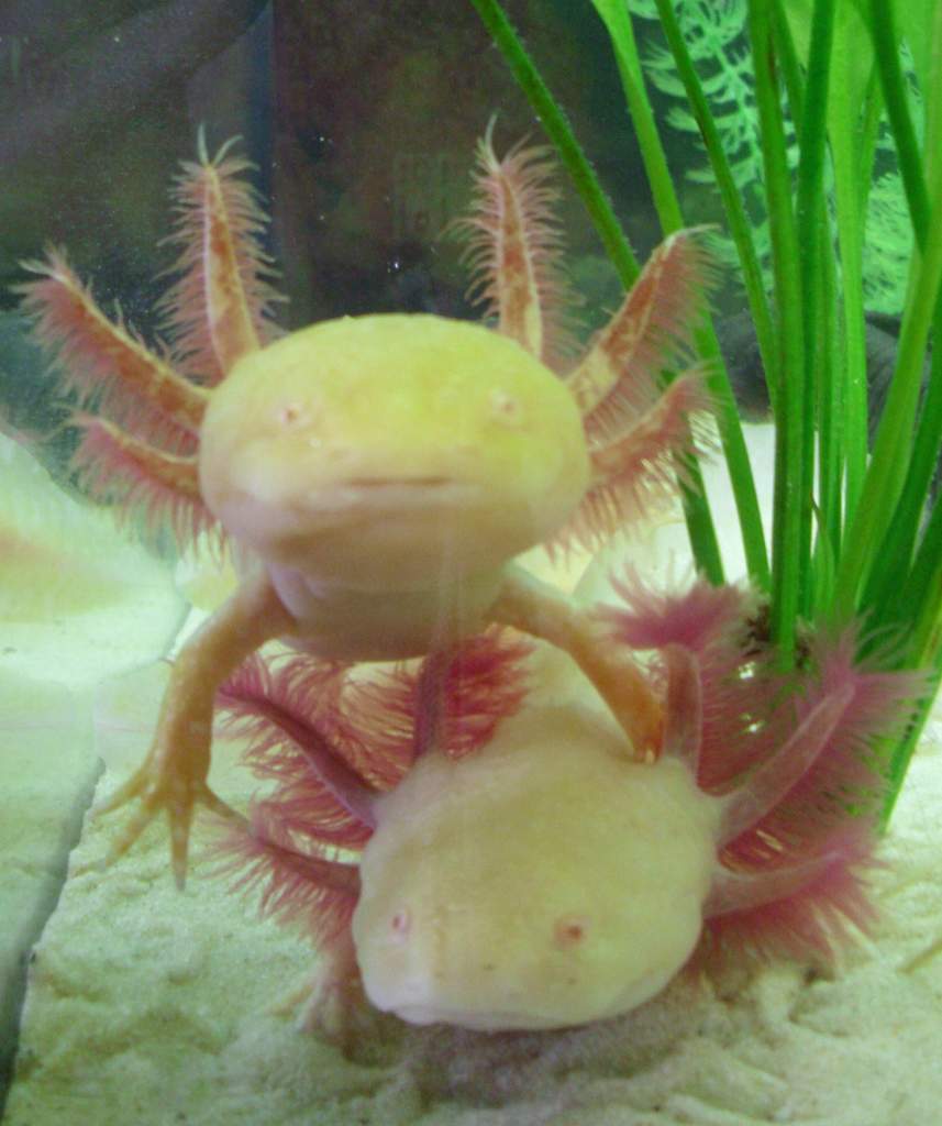 My female axolotls white albion Skyla and golden Percy.