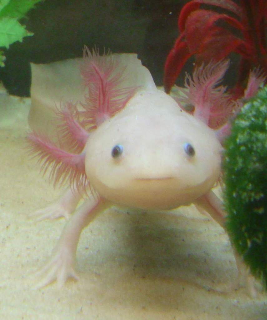 My female Leucistic Axolotl