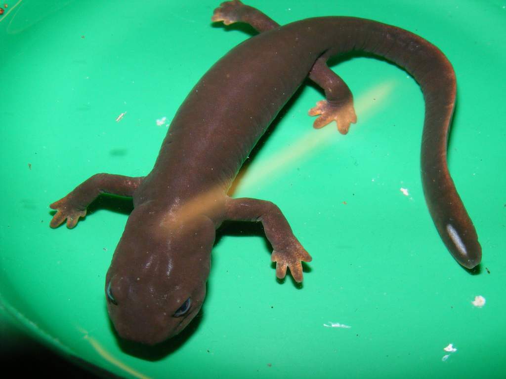 My Fire-Bellied Paddle Tailed Newt