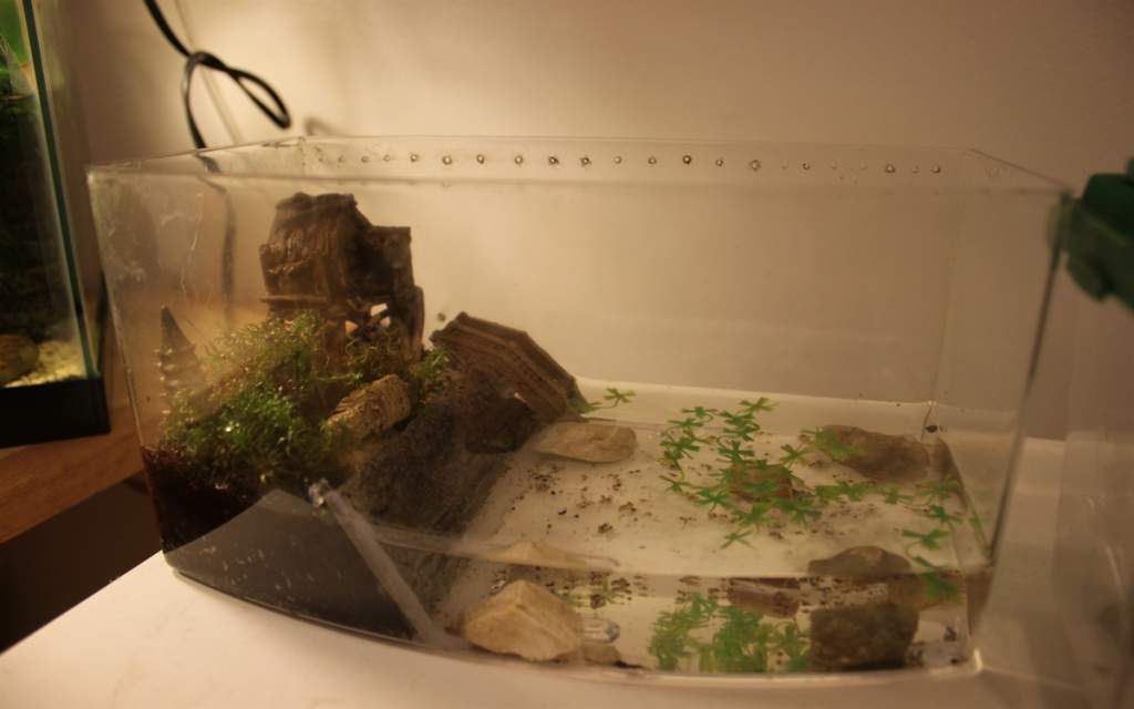 My fire belly newt efts cage setup