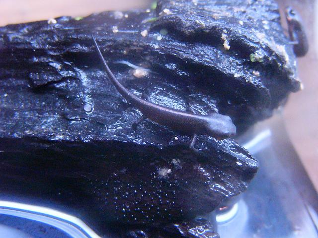 My first Cynops pyrrhogaster sasayamae morphs. Horrible quality, sorry.