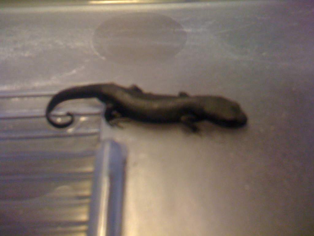 My first newt that died from a fungal infection less than a week after I got it.