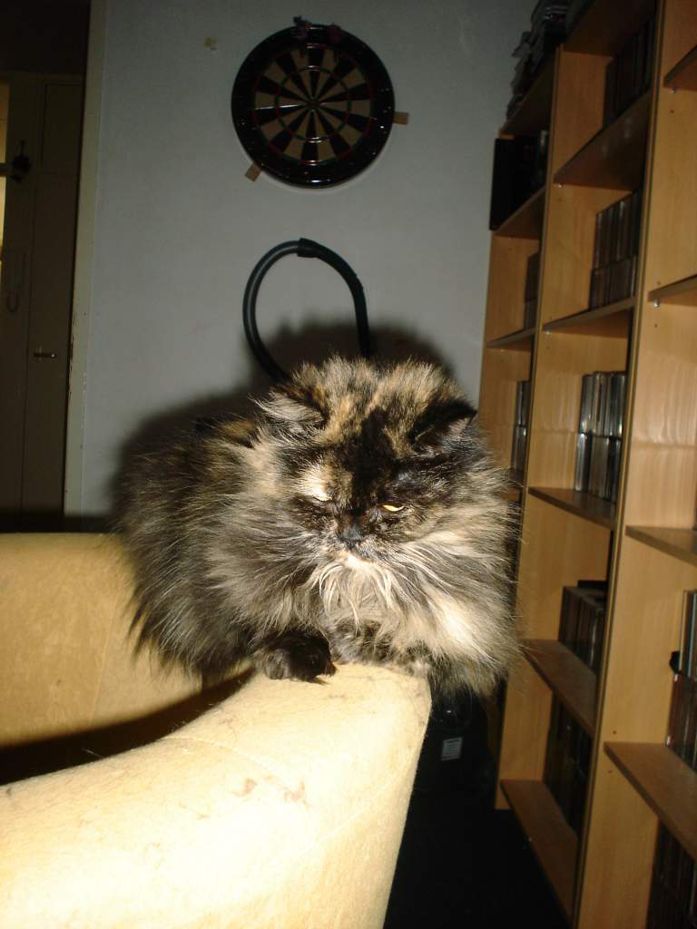 my forestcat  named Morgan! R.I.P 16/12/2010