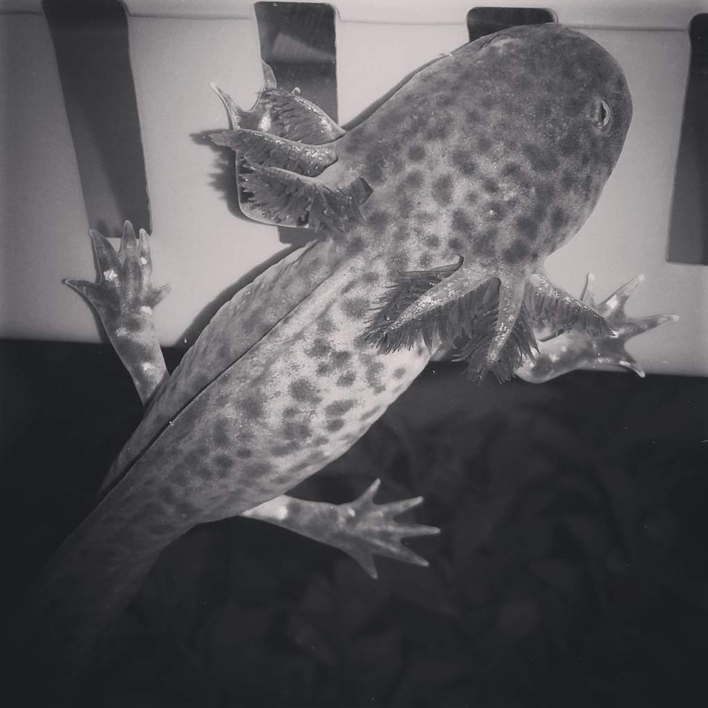 My four and a half month old axolotl Henry climbing onto a basket in my  50 gallon tank.