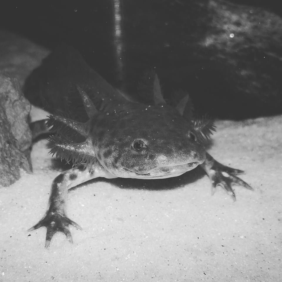 My four and a half month old female axolotl, Henry.