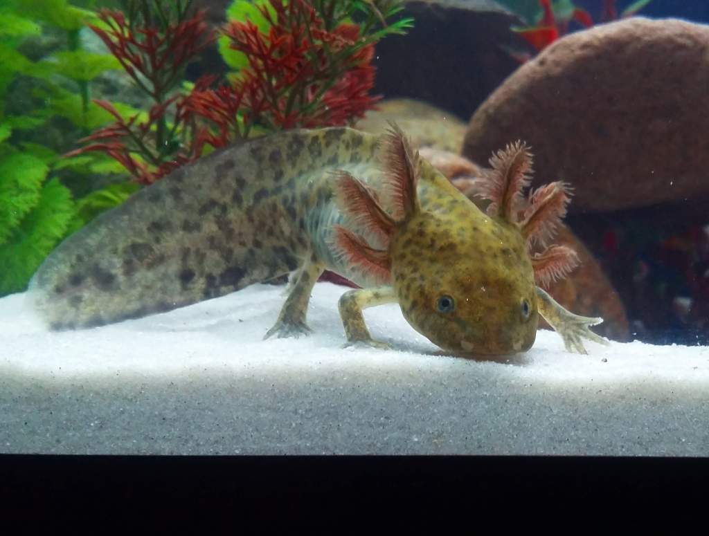 My four month old wild type axolotl Charles showing off for the camera :)