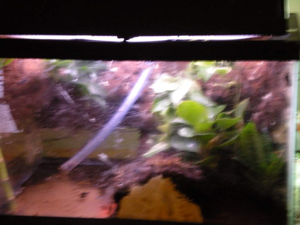 My frog vivarium