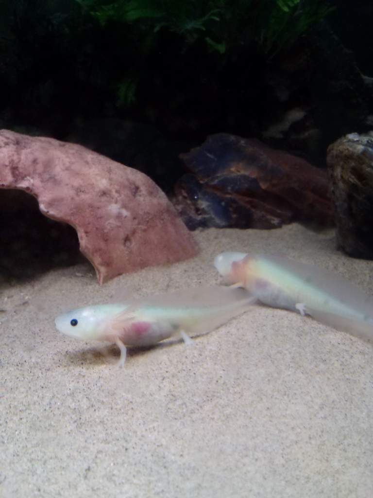 gfp albino axolotl