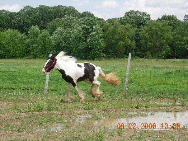 My horse Grace as a two year old.