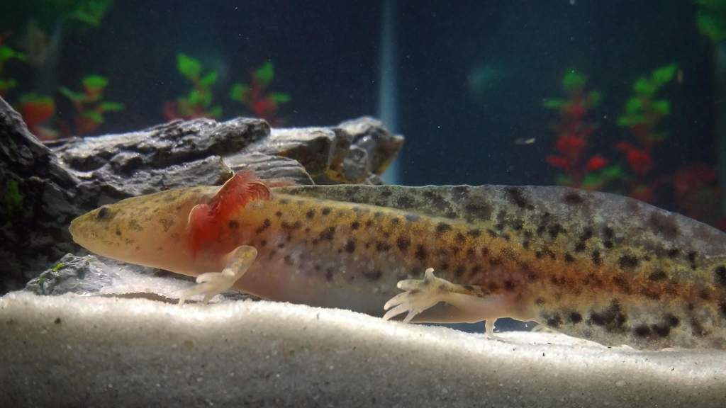 My juvenile axolotl Charles