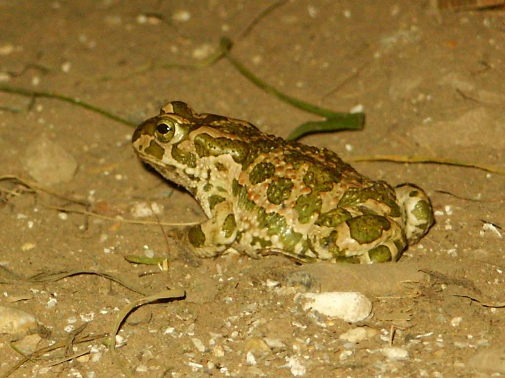 My last Bufo viridis  due to them pesky cats