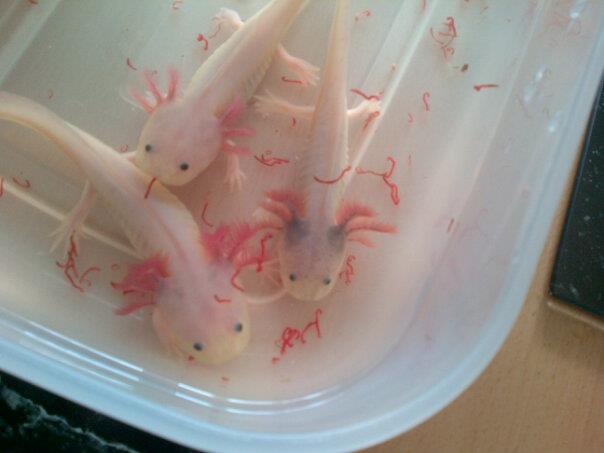 My leucistic Axolotl`s 2 females on let and lightly marked male on right