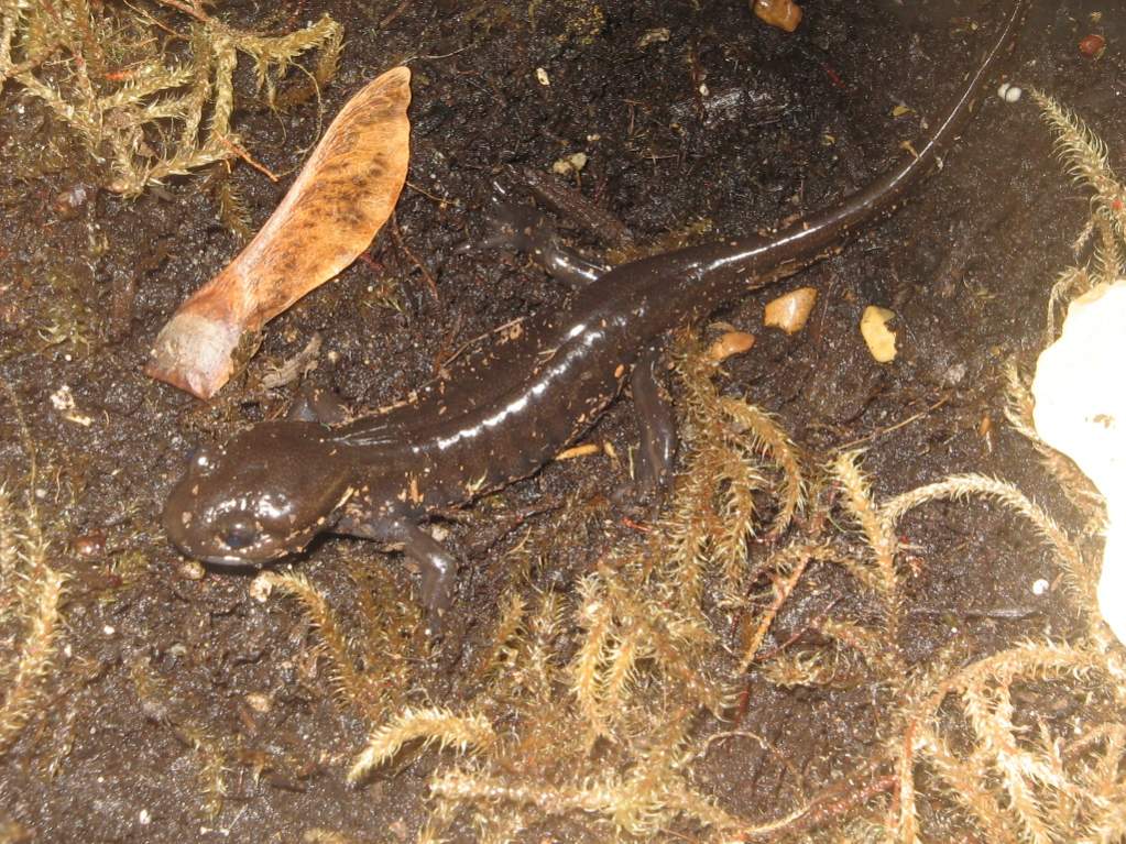 My little Ambystoma gracile...  he/she's about 14cm