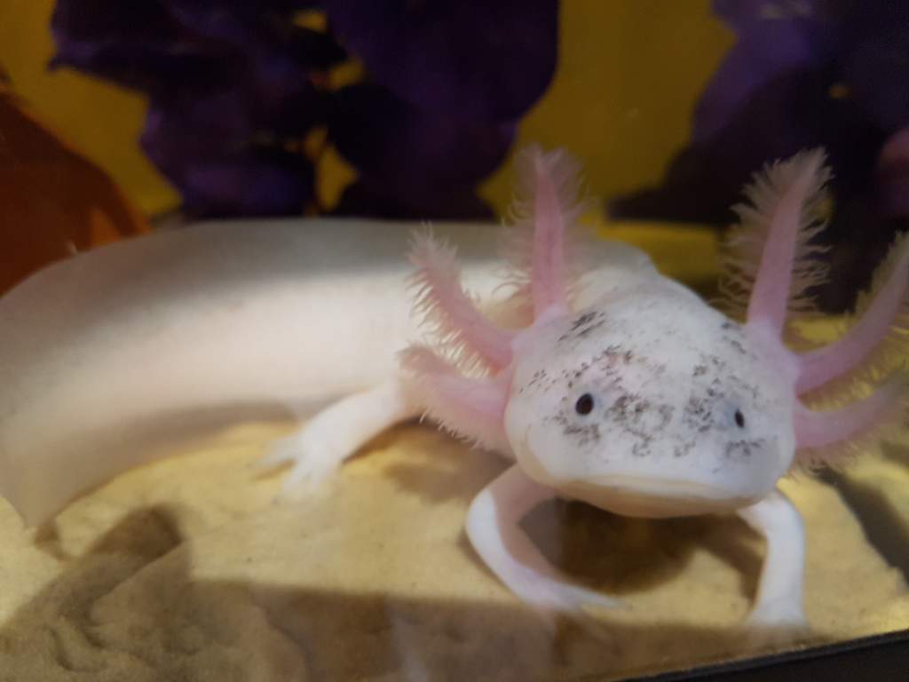 My little Oscarlotl