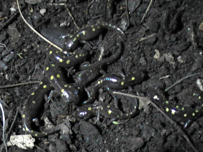 my maculatum morphs about 3 months later