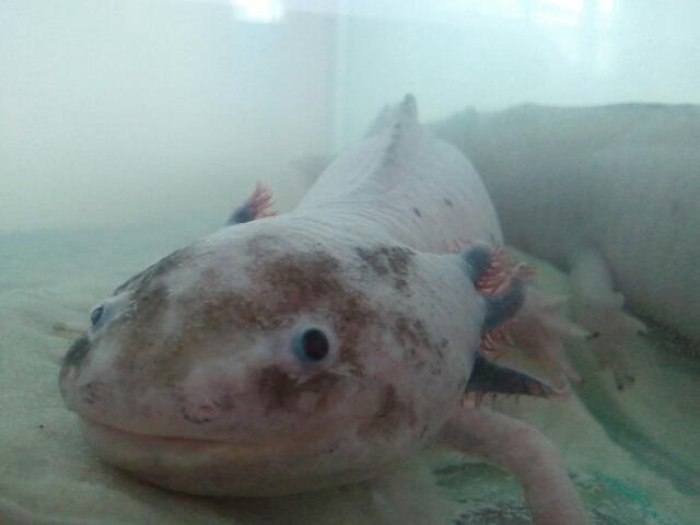 My male axolotl.