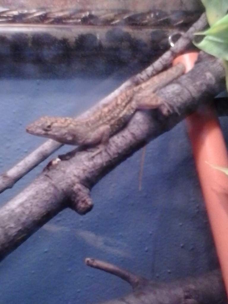 My male Bahaman Anole, Rexx. C: