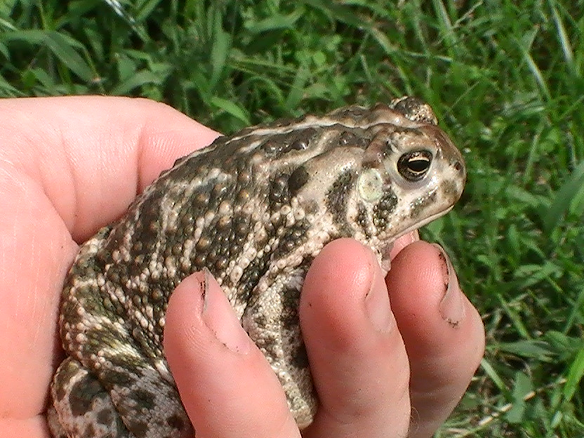 My male great Plains Toad (Bufo cognatus)