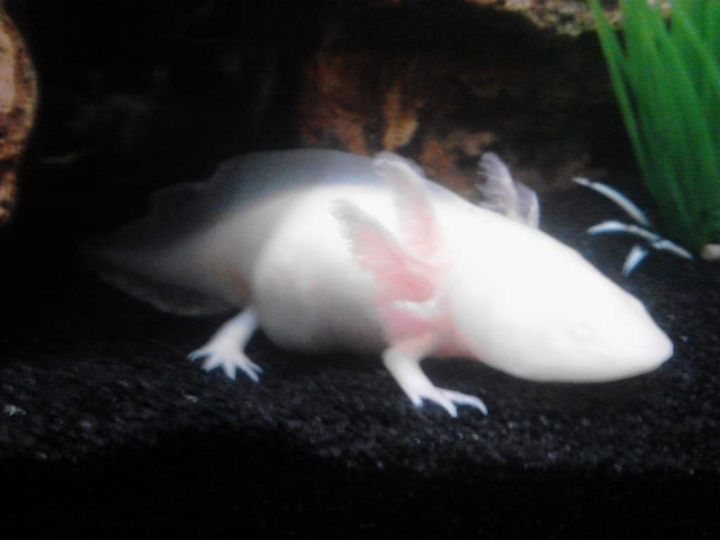 My new addition. Albino bay bay