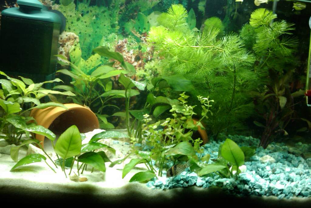 my new akvarium. got it this christmas, from my boyfriend.   it contain  freshwater fishes