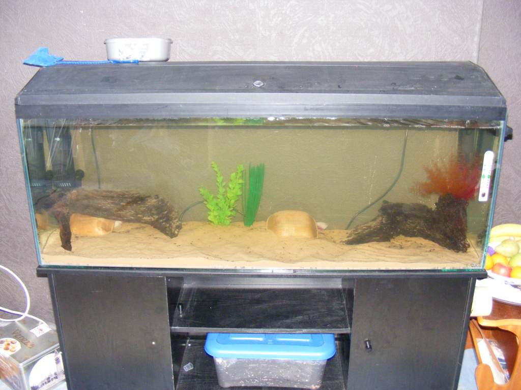 my new four foot tank