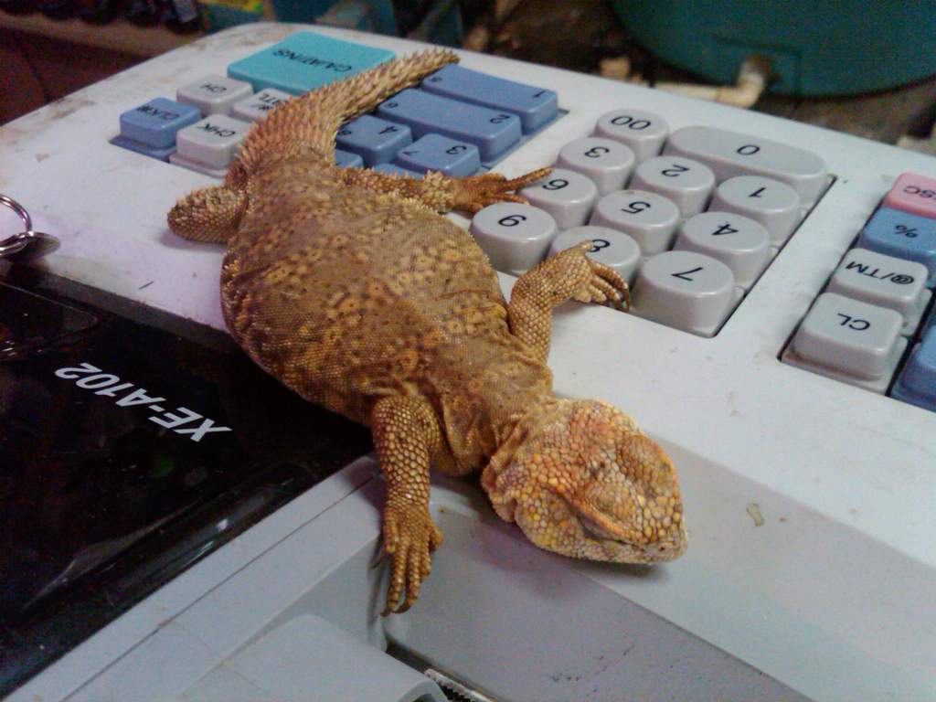 My new Nigerian Uromastyx rings himself up.