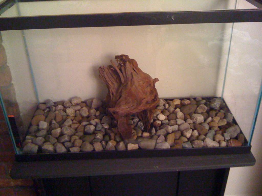 My new tank setup that I snuck in here because it is tangentially related to the zoo trip. :D