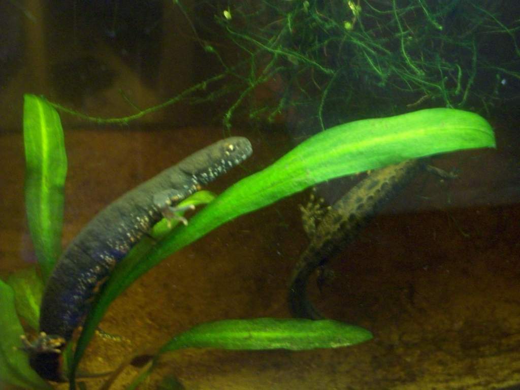 My new Triturus Dobrogicus pair.  I just got these bad boys (08/14/08).  I think (hope!) the front one is a female and the one in back is a male with 