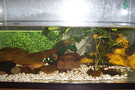 My Noto tank. Houses 2, 1 male "Noto", 1 female "Vera".