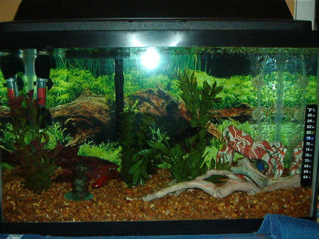 My old fish tank.