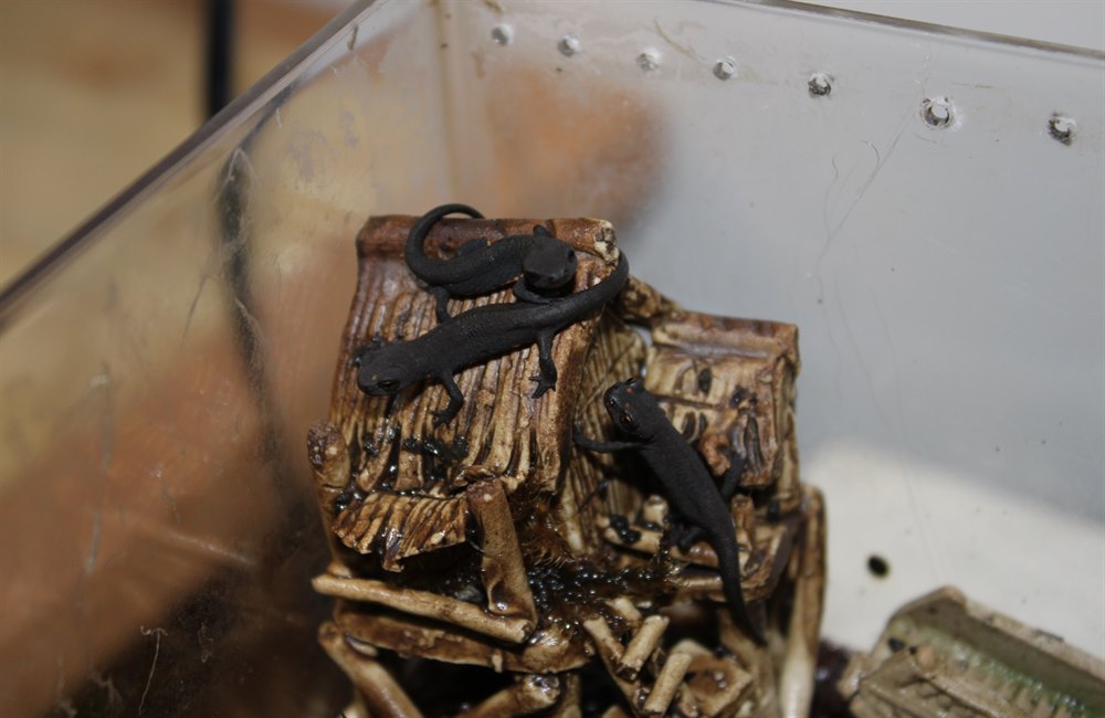 my oldest fire belly newt efts on their little house