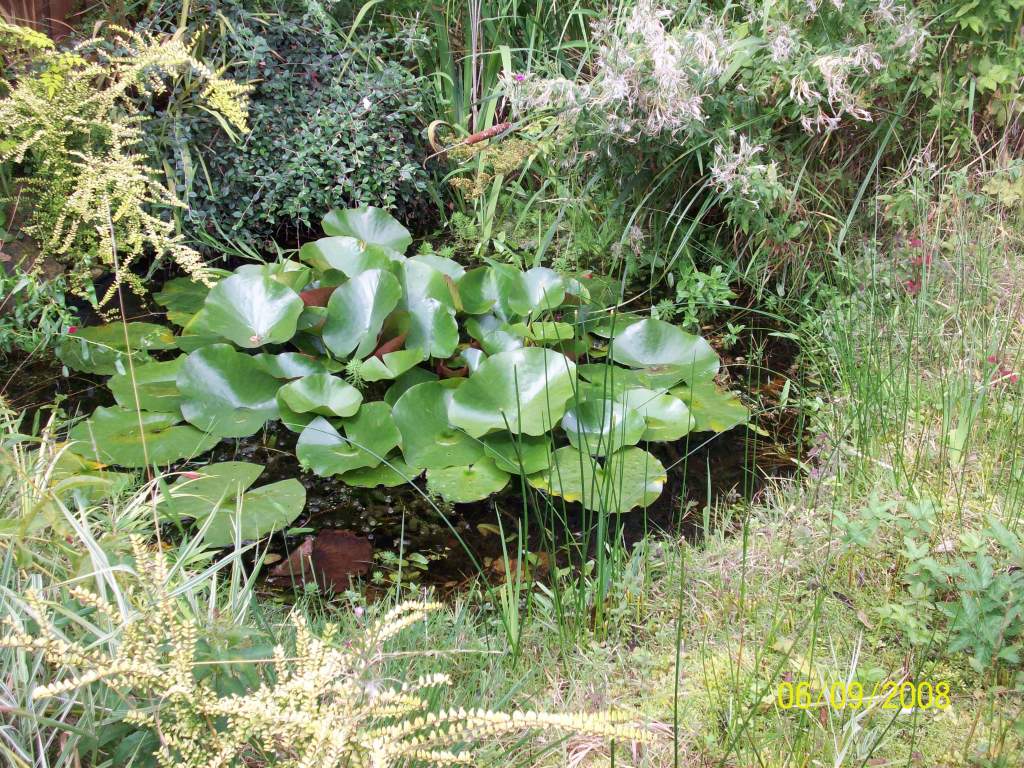 my over grown pond