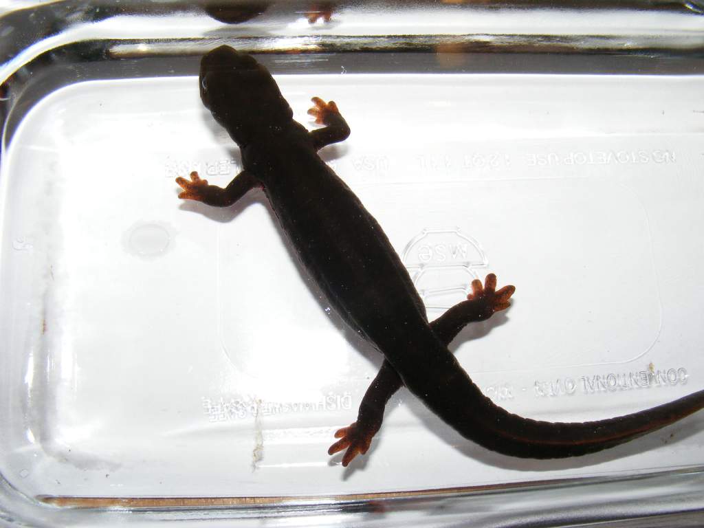 My Paddletail in a glass dish for photographing.