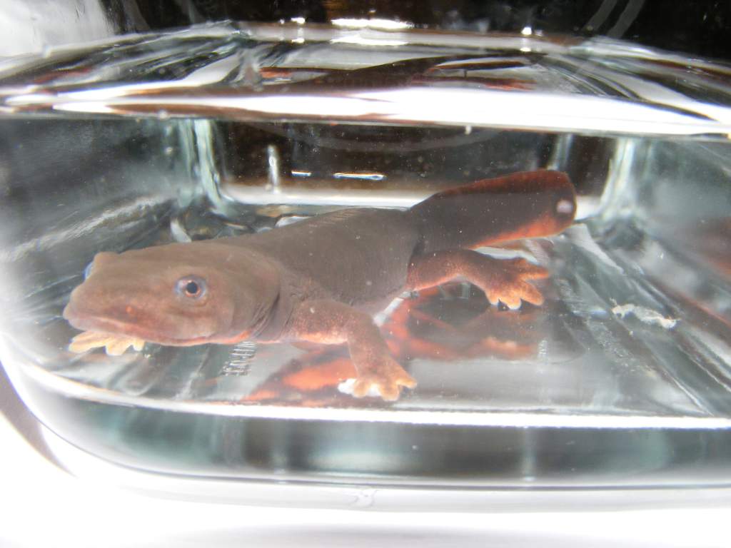 My Paddletail in a glass dish for photographing.