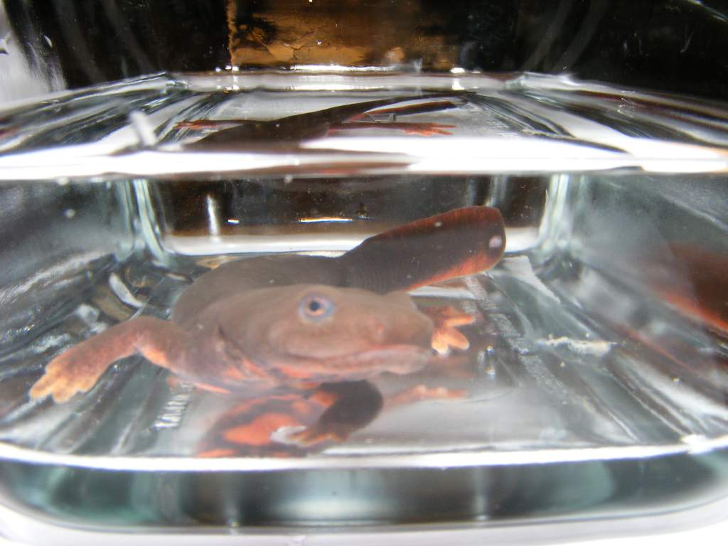 My Paddletail in a glass dish for photographing.