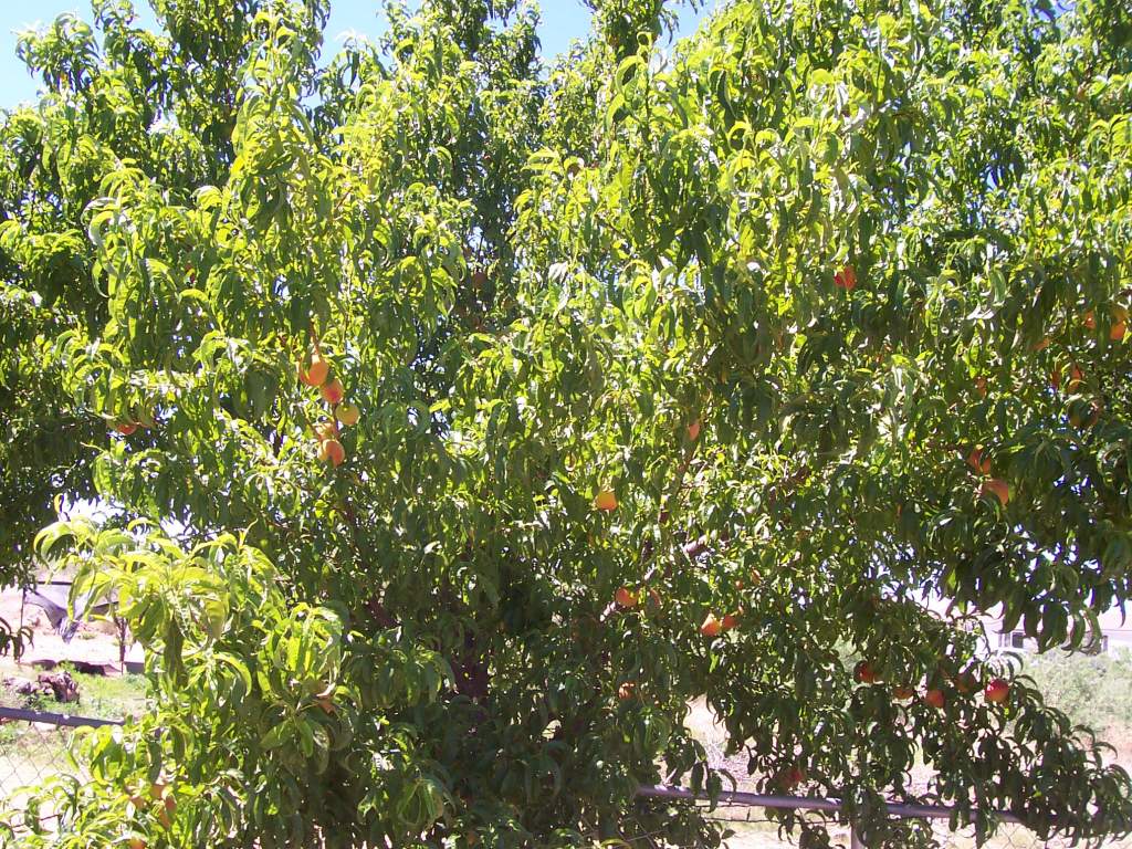 My Peach tree - second year in the ground